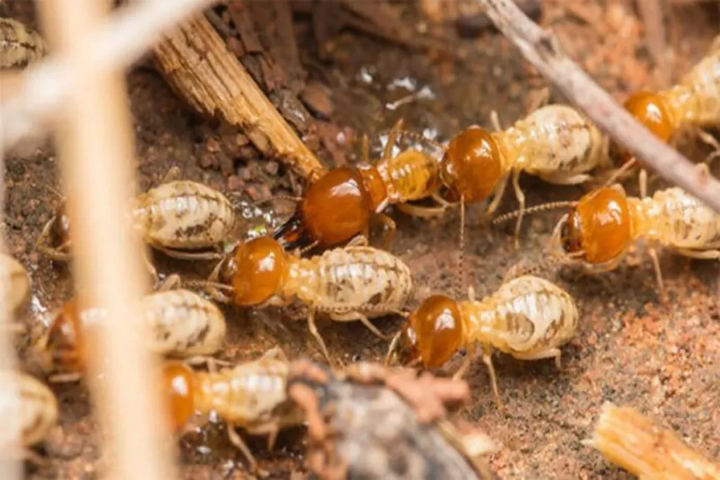 The Importance of Regular Termite Inspections for Your Home